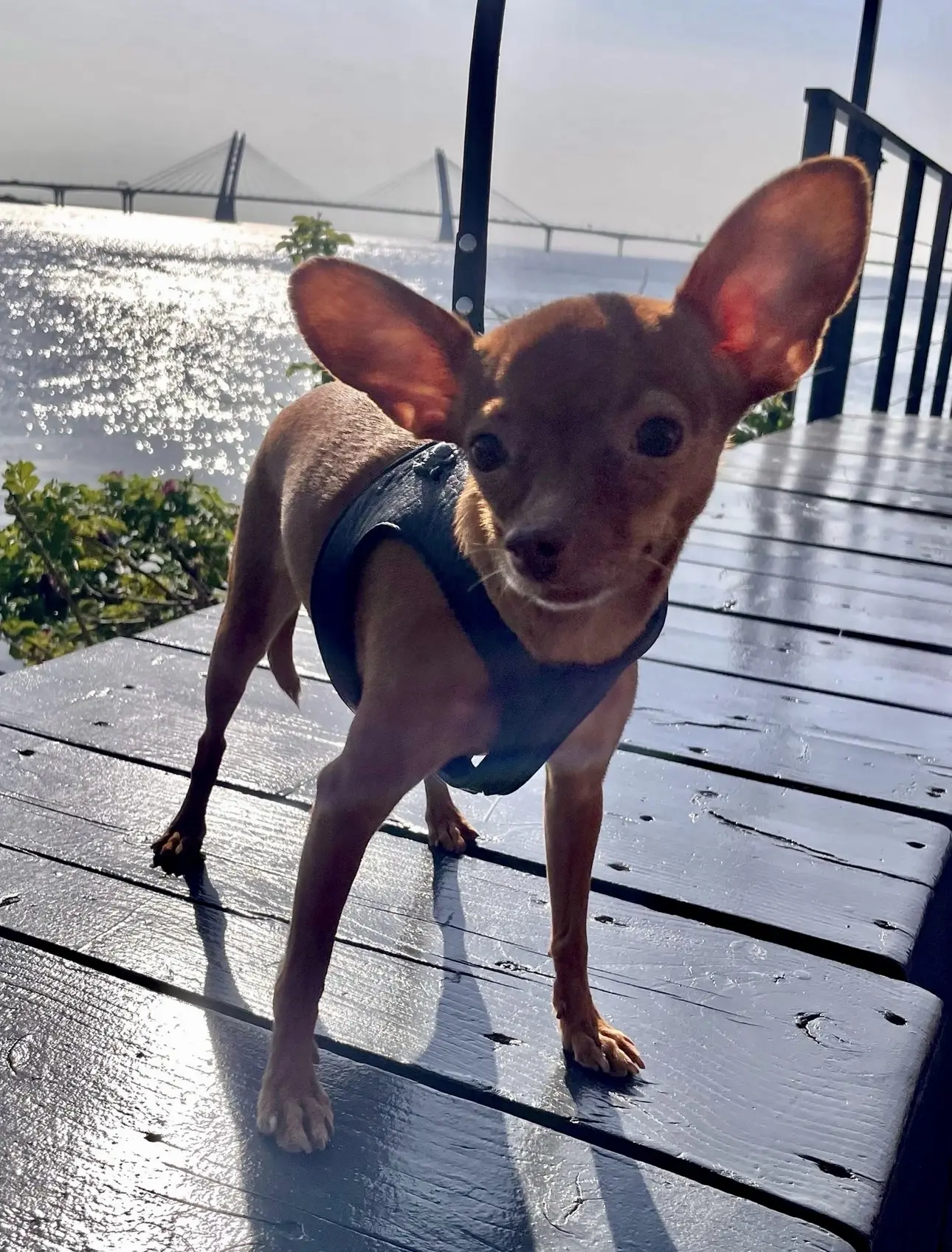 🐾🙃🤭