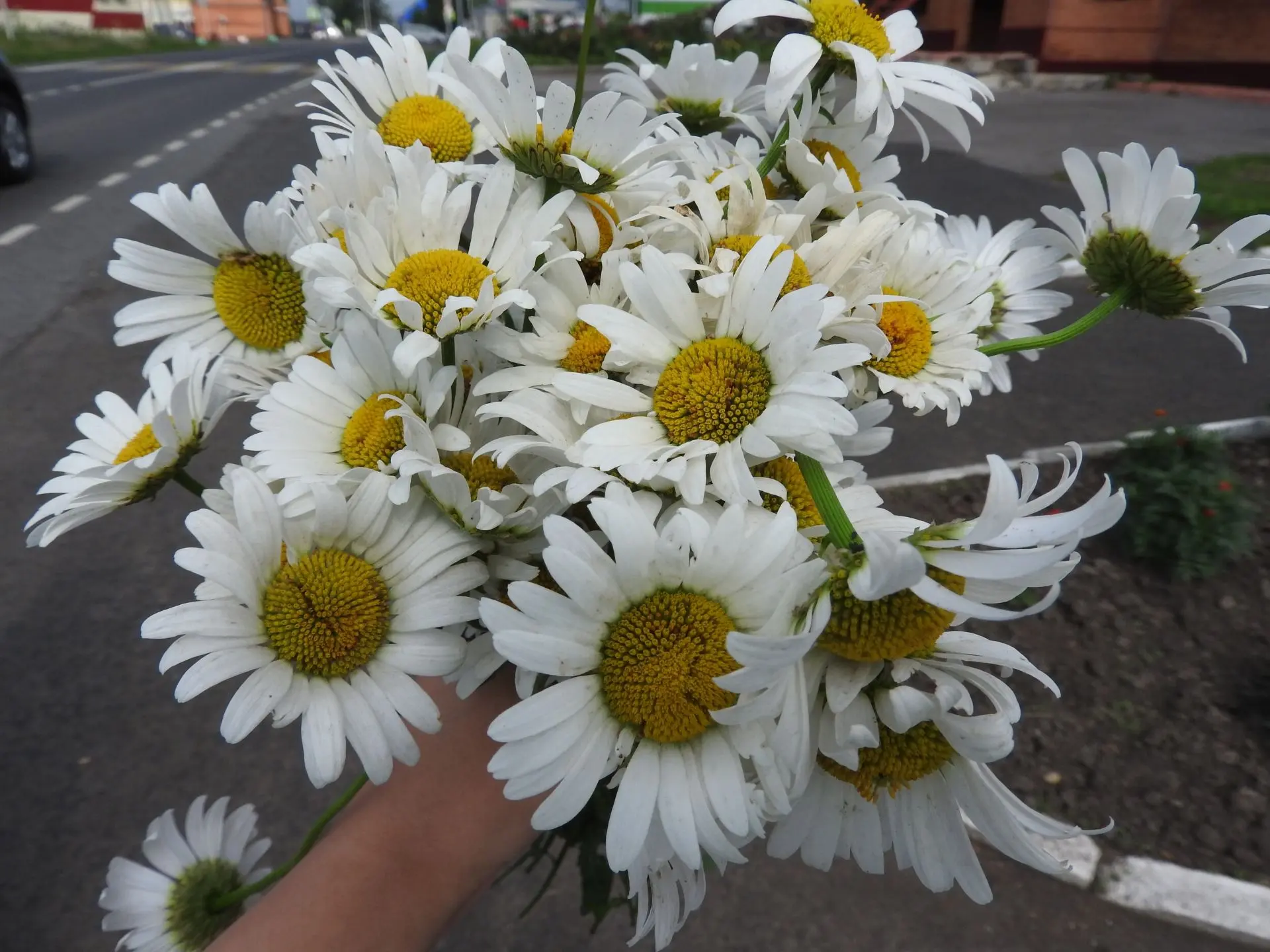 🌼🌼🌼Ромашковое настроение 
8 июля в России отмечается День семьи, любви и верности, уходящий корня
