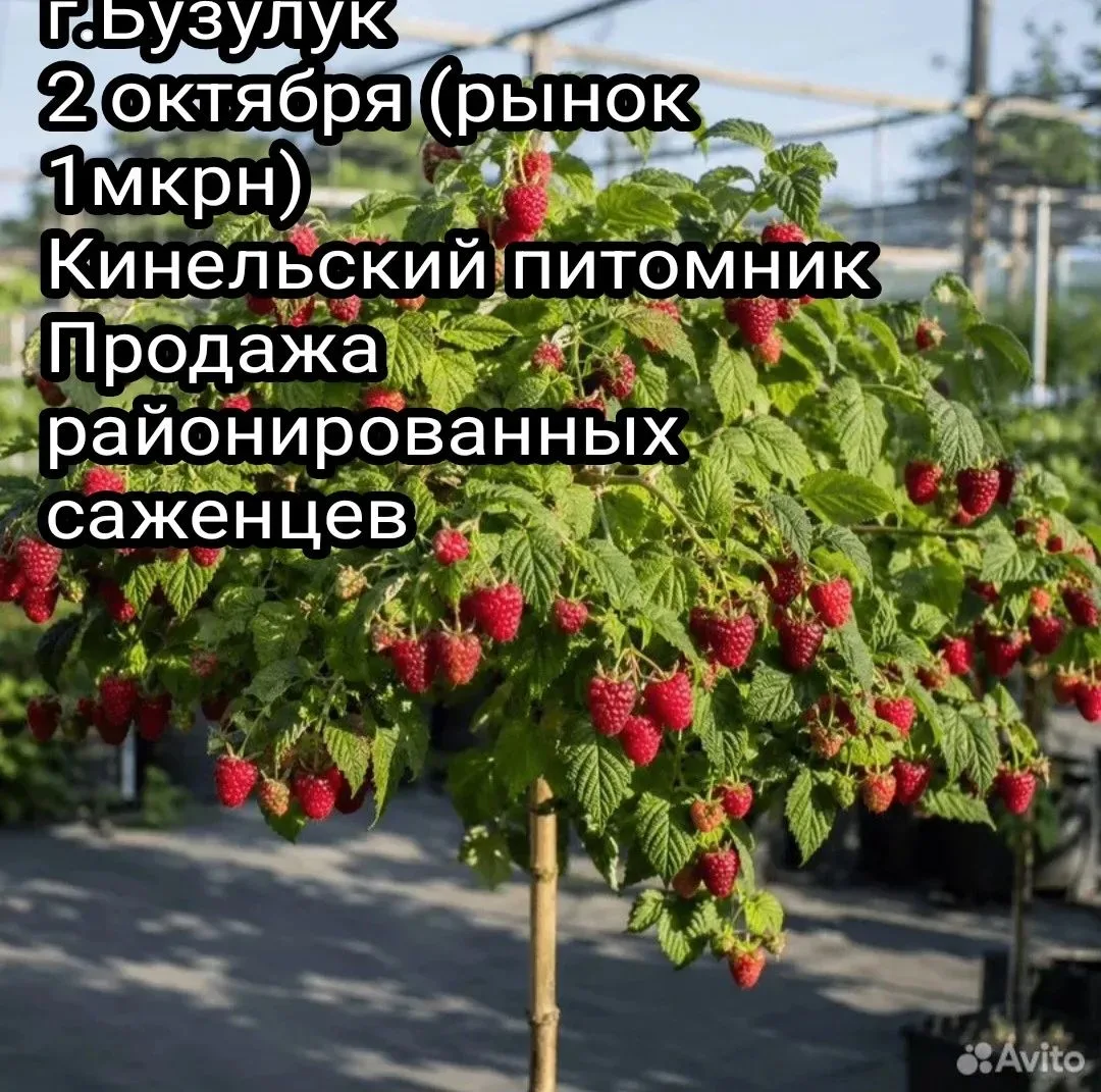 г. Бузулук(по многочисленным просьбам)