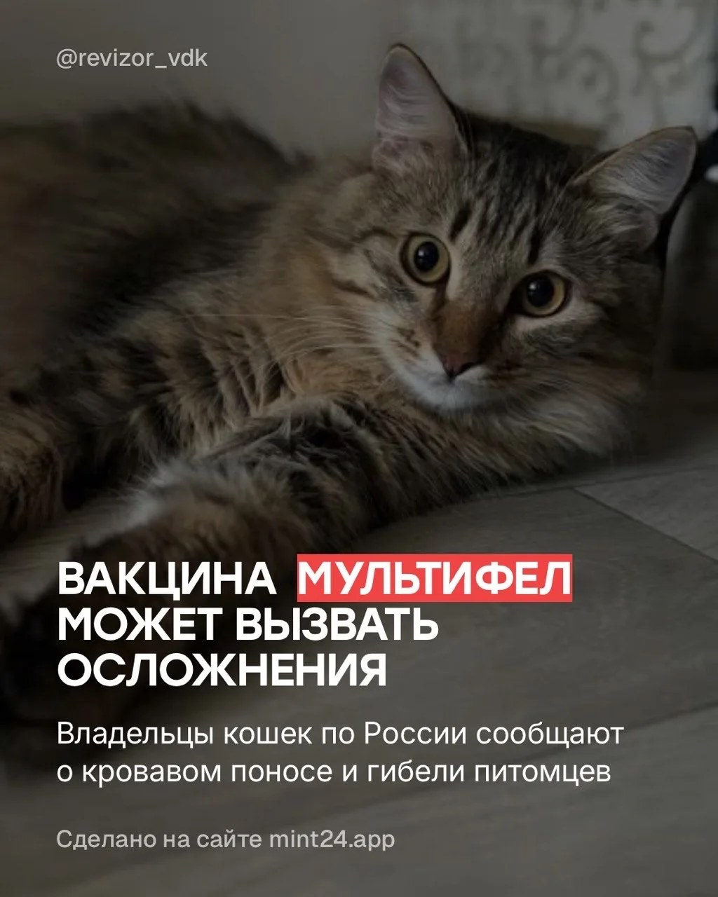 Вакцина для кошек «Мультифел» от производителя «Мультикана» вызывает кровавый стул, ком...