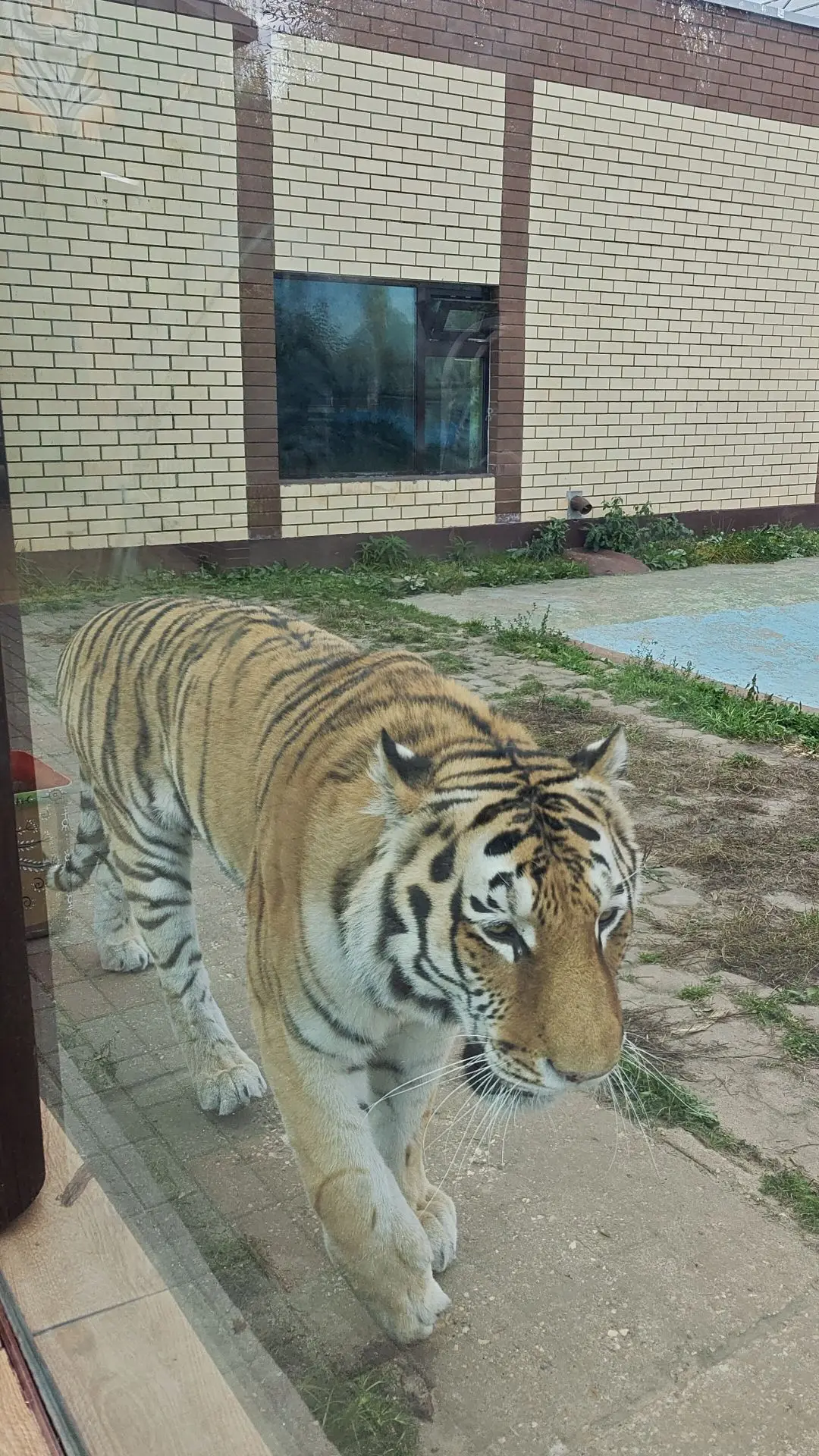 Амурский тигр