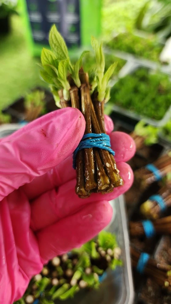 Ставим на укоренение в парник первый одревесневший черенок этого сезона 🌱  Черенки две недели предва