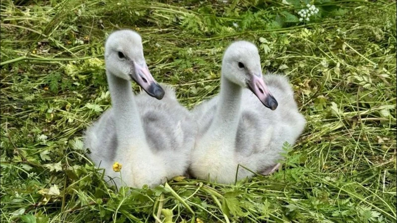 Порция вечерней милоты: в Апатитах спасли осиротевших лебедят 🦢