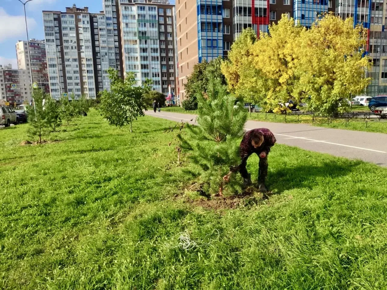 🌳  В Заневском поселении приступили к осеннему озеленению.