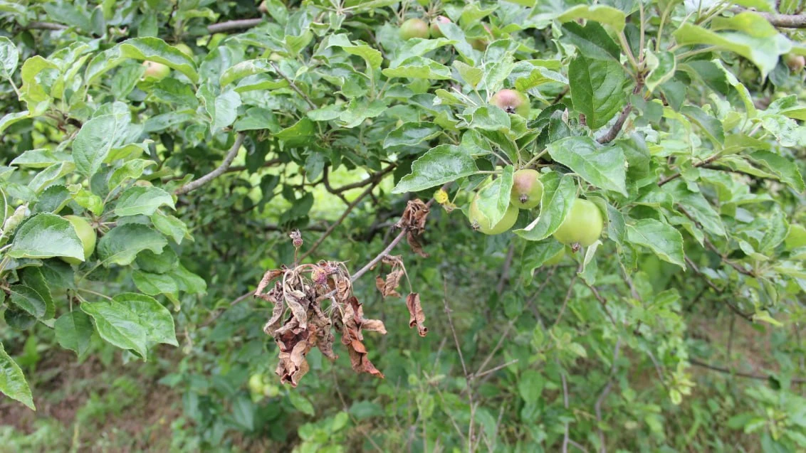 🍎 Монилиоз яблонь

📌Весной монилиоз проявляется в виде побурения и отмирания соцветий, засыхания л