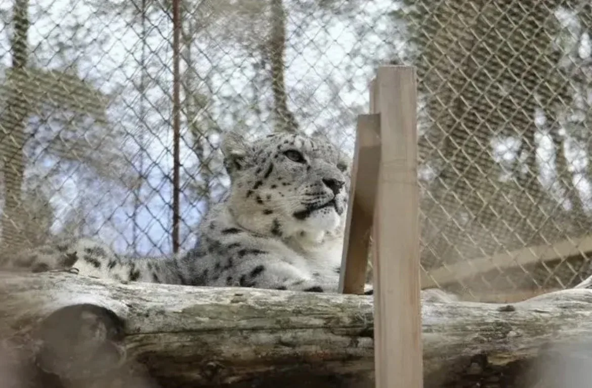 🐆 В Кыргызстане откроется вторая научная площадка татарстанского центра «Снежный барс»...