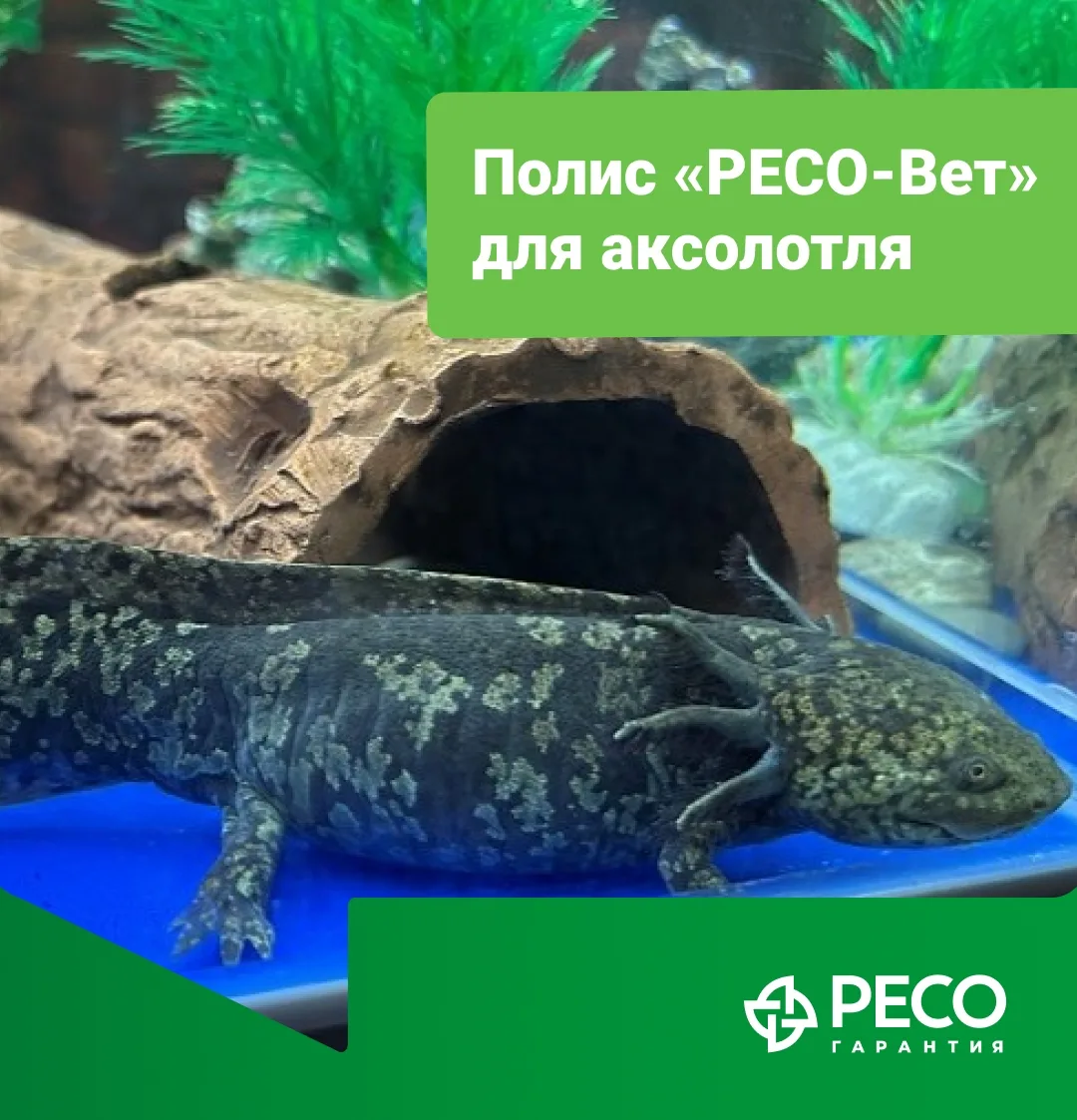 🦎 Аксолотль по имени Аксель застрахован в РЕСО-Гарантия!