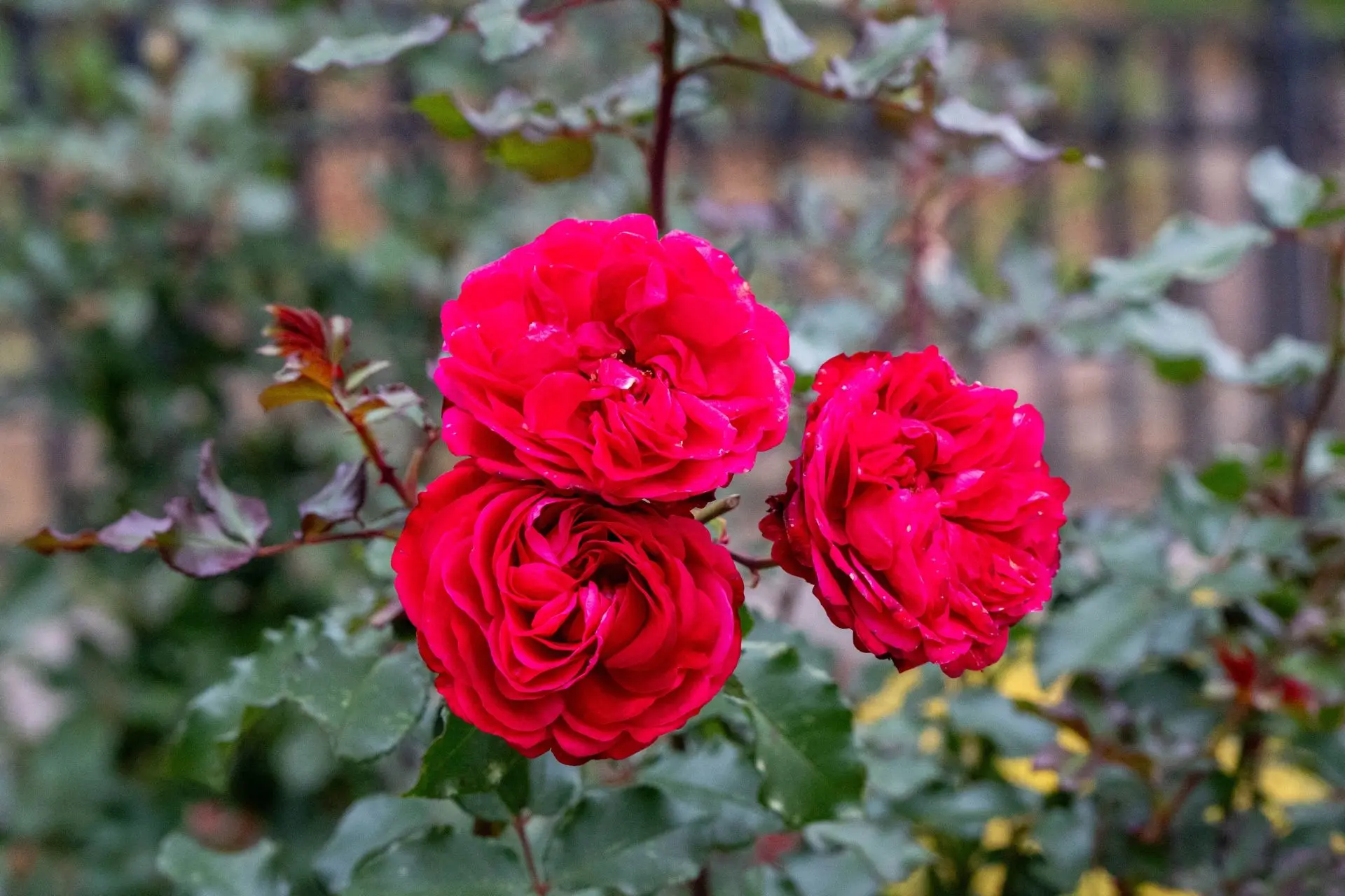 Розы как символ единства: в Патриаршем саду появился «Мост дружбы» 🌹