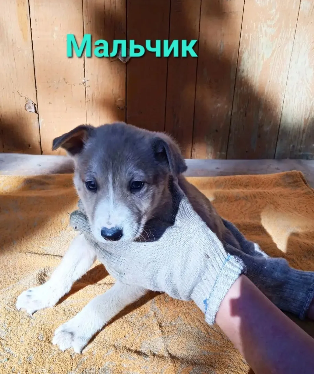 ЛУЧШЕЕ ЧТО ЕСТЬ У ЧЕЛОВЕКА - ЭТО СОБАКА 🐕❗️