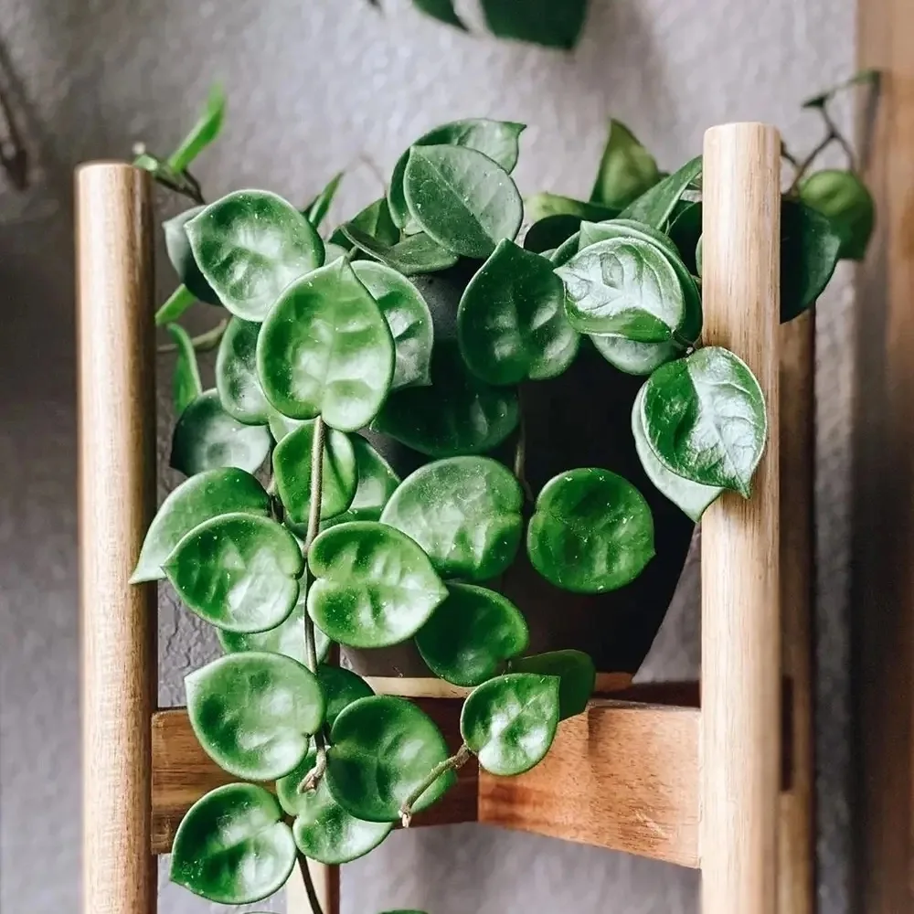 Хойя Карноза Челси (Hoya Carnosa Chelsea)