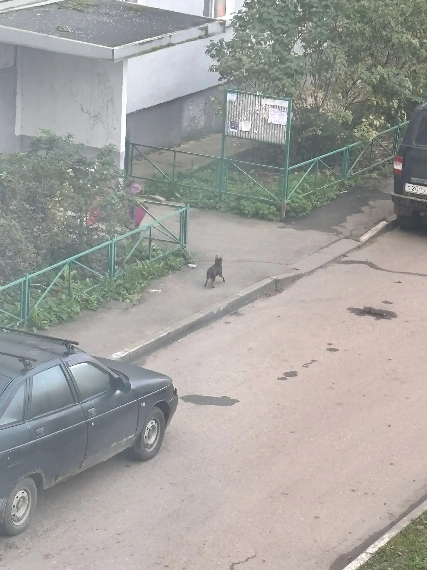Чей потеряшка бегает уже минимум полчаса во дворах комсомольская 107 и 103? 01.10.2026 ...