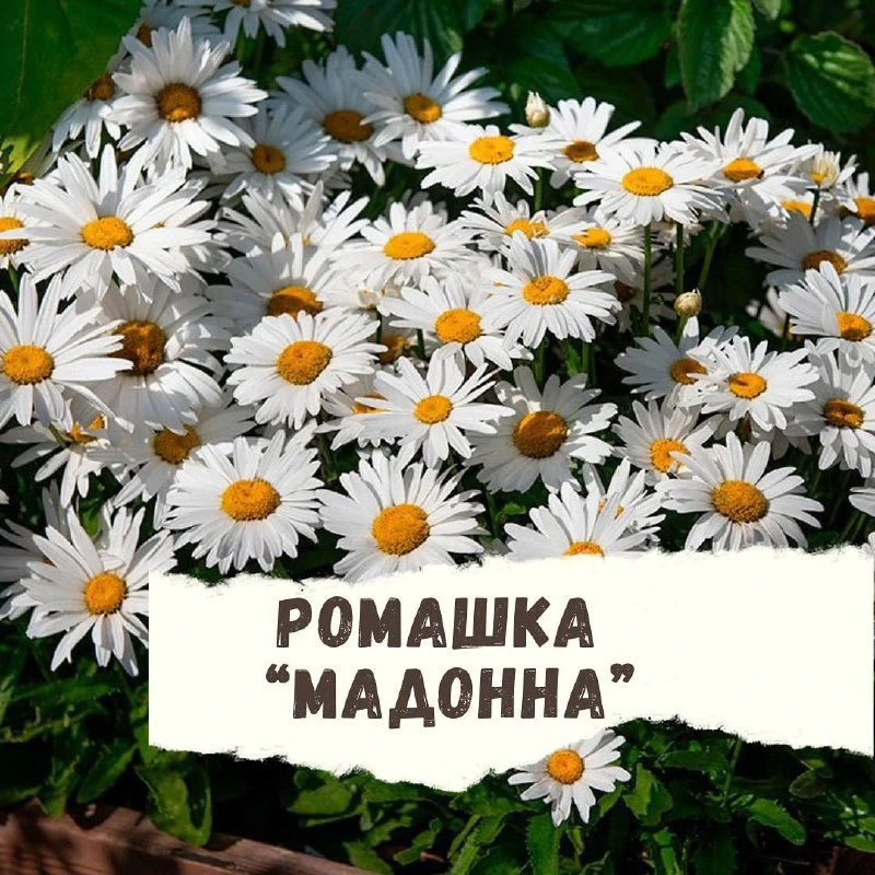 Ромашка сорта «Мадонна» 🌸

Популярный сорт многолетнего цветка, относящийся к семейству астровых. Э