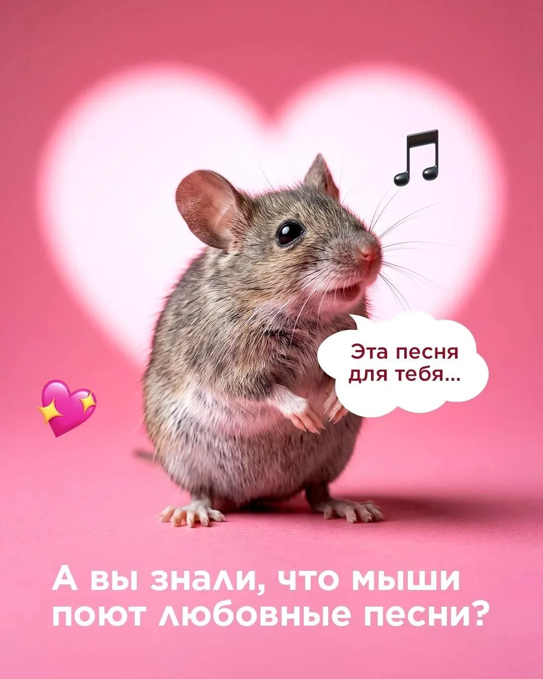 А вы знали что мыши поют любовные песни? ❤️