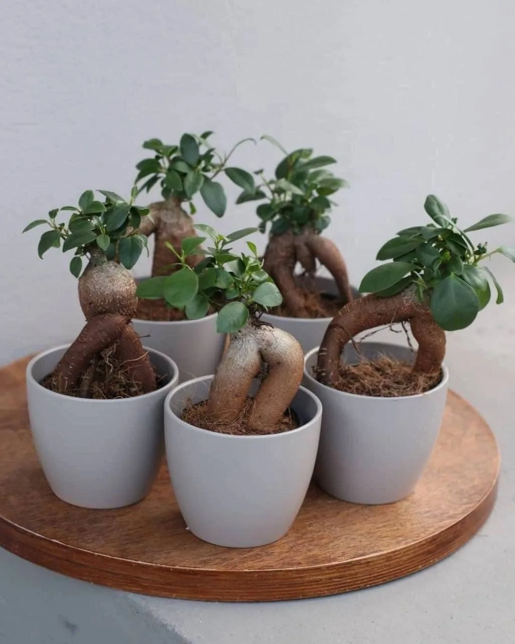 Фикус Гинсенг 🌱