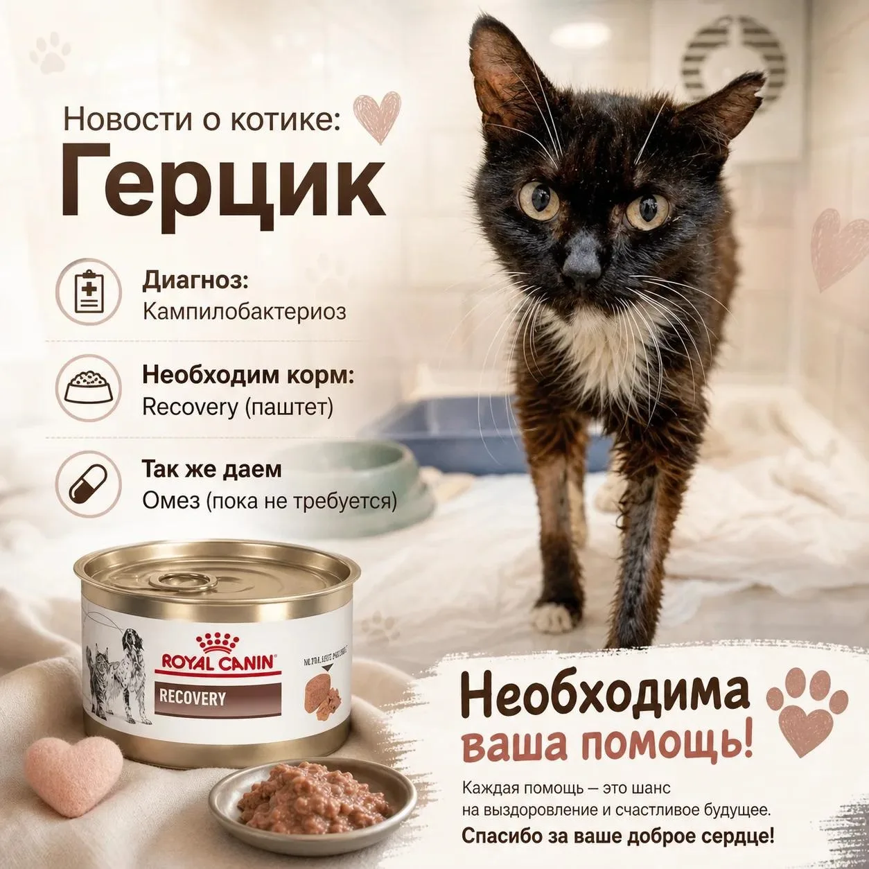 ❤️ Помните кота, в которого мало кто верил? Посмотрите на Герцика сейчас! Нам есть чем ...