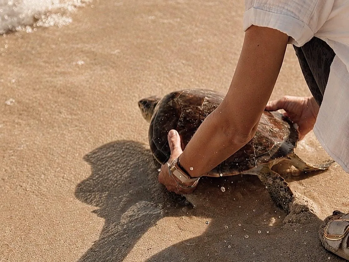 Черепаха без переднего ласта вернулась в океан у берегов Дубая.