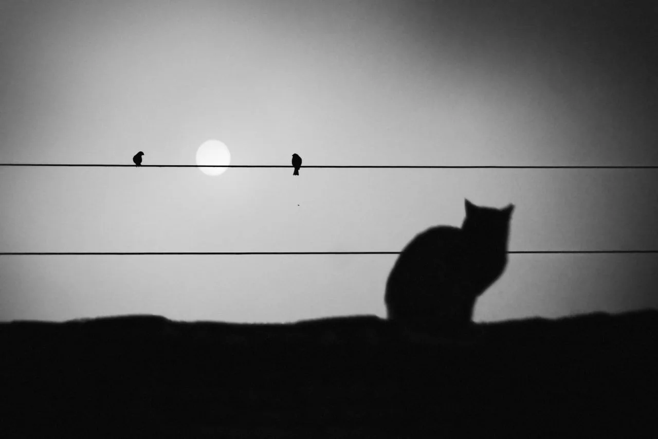 Photographer / Тодор Танев.

Чёрно-белая фотография