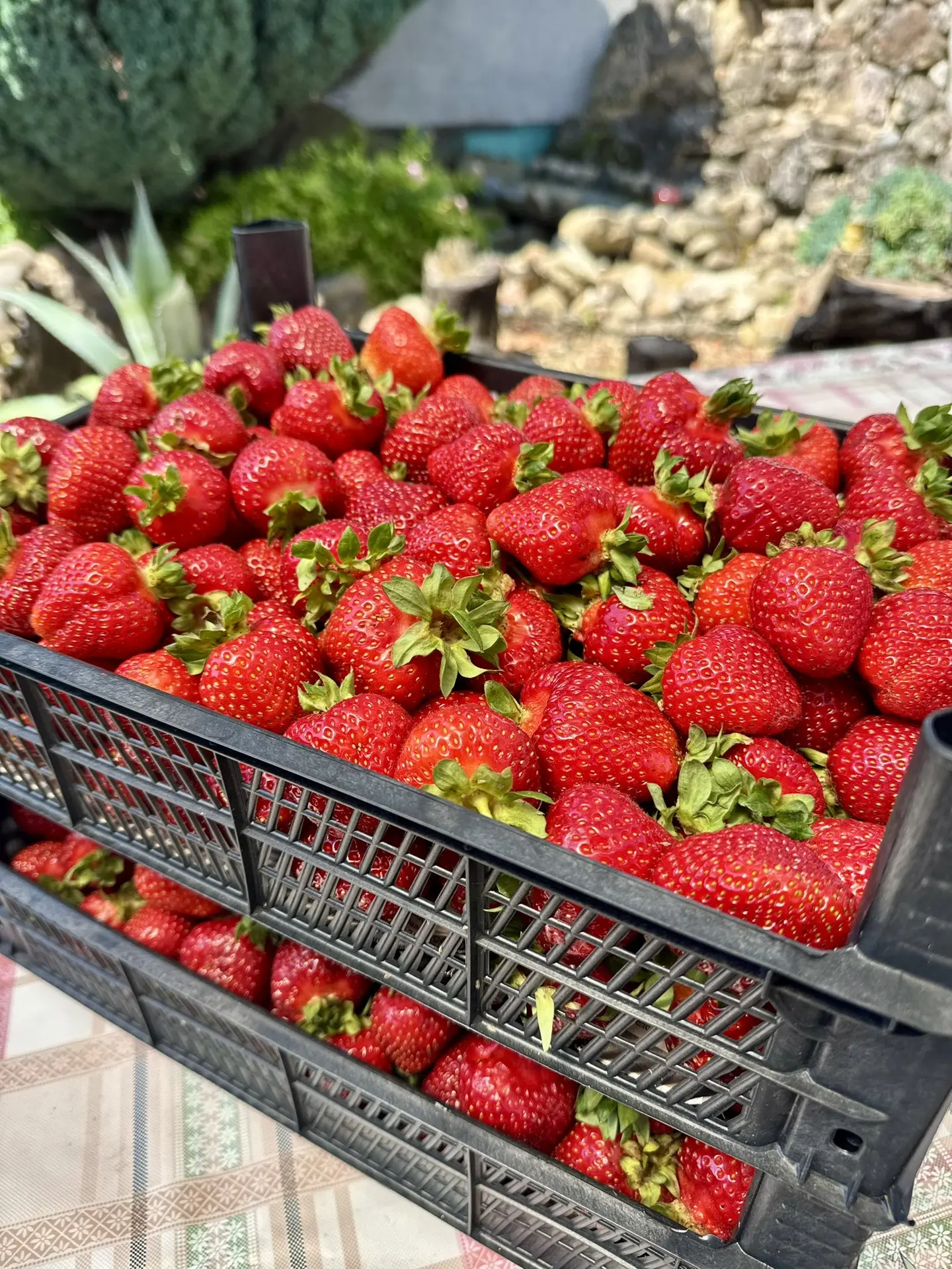 Едем домой не с пустыми руками. Будут на зиму заготовки🍓