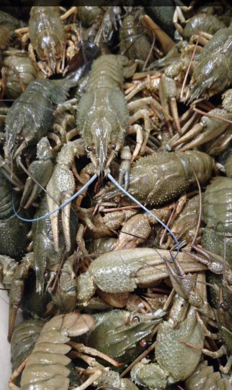 РАКИ ЖИВЫЕ