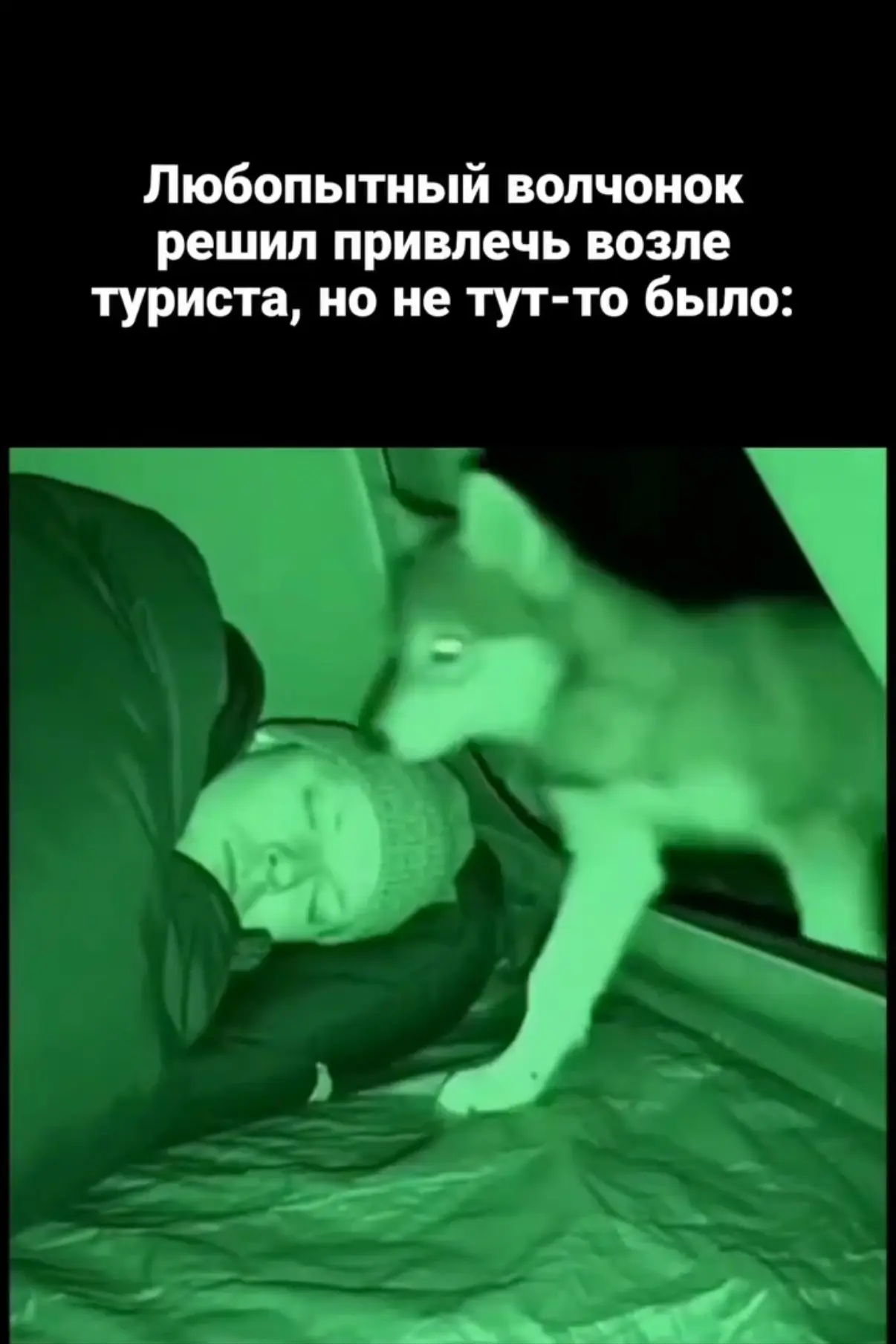 Турист, кстати, проспал всё шоу. Проснётся утром, а у него под боком свежие волчьи следы.