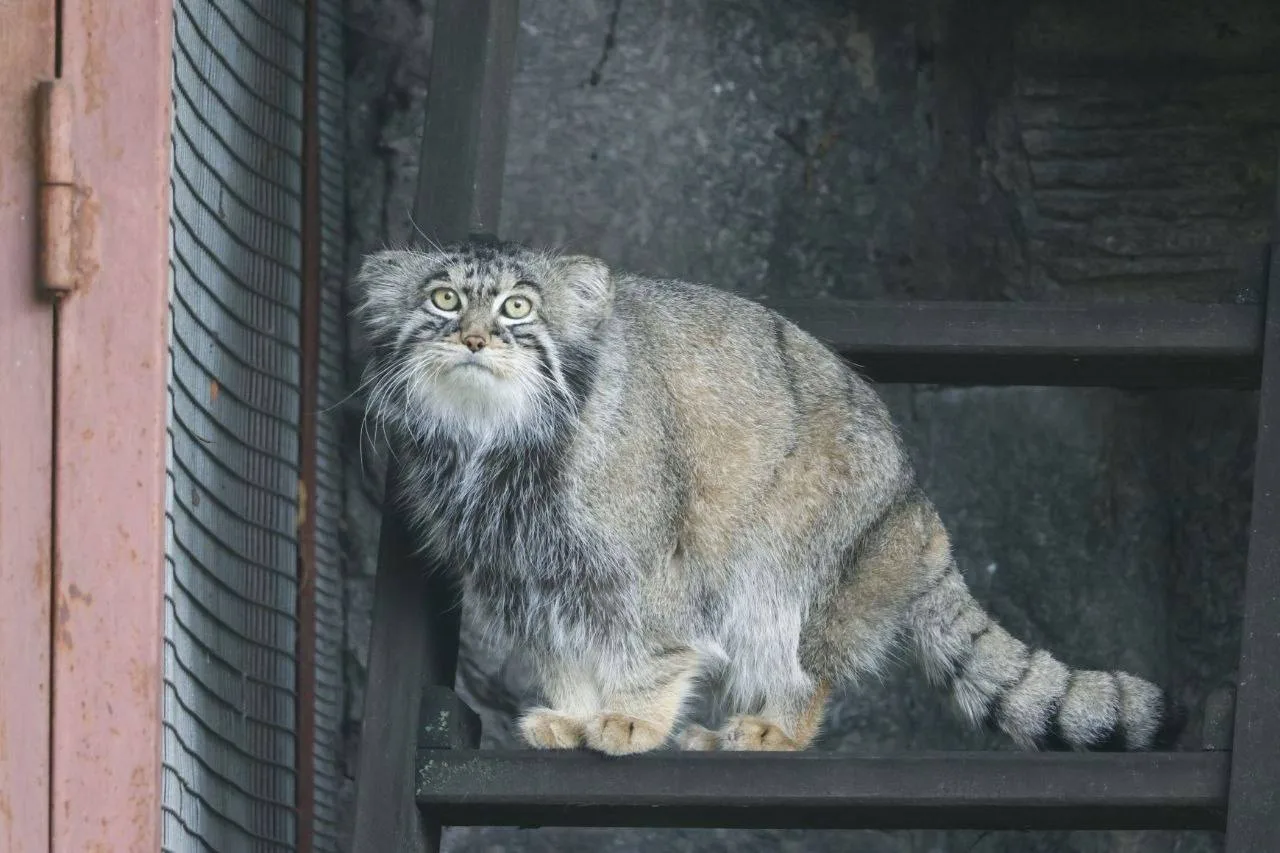 🐈‍⬛Манул Тимофей с каждым днём всё больше похож на шарик.