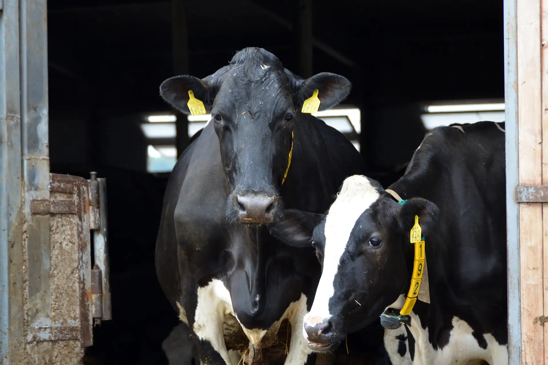 🐄Названы лучшие хозяйства Кировской области в молочном животноводстве.