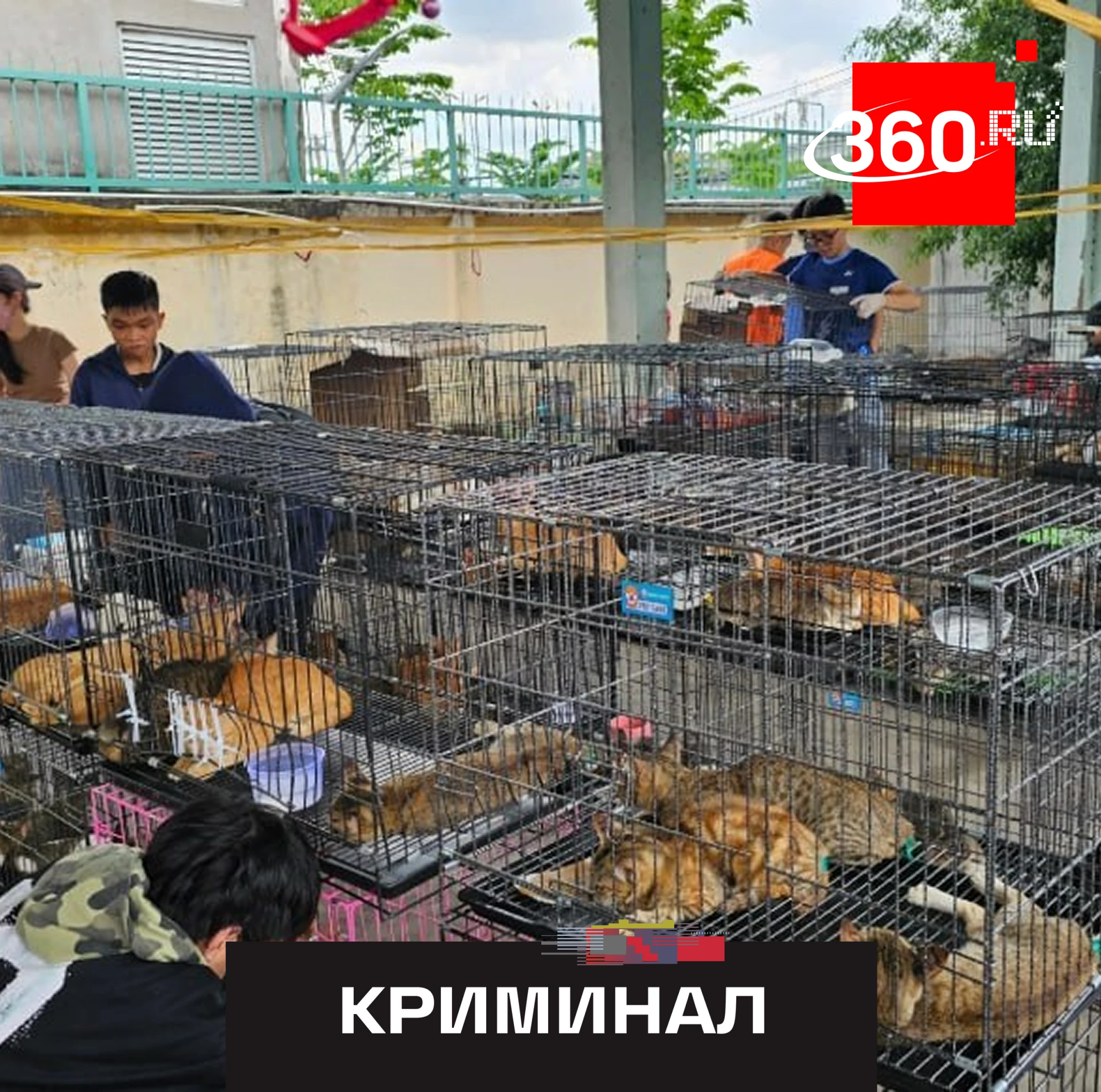 Более 2000 кошек похитили для продажи на мясо во Вьетнаме.