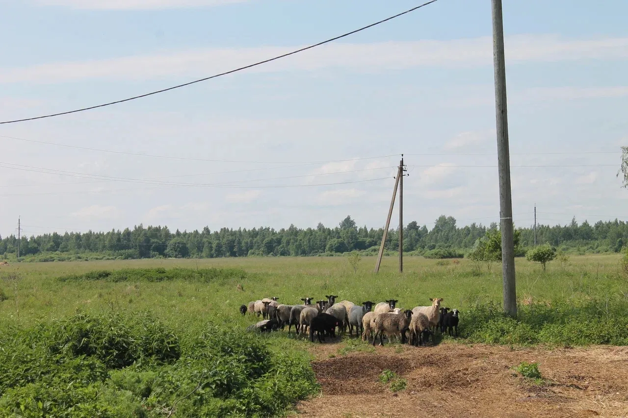 Участники школы фермера и начинающие аграрии посетили ООО "Барс-2"🐑

Участники образовательного про