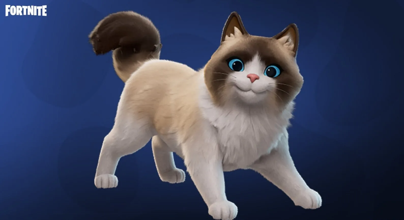 🐈 Предстоящий кошка-питомец «Рэгдолли»