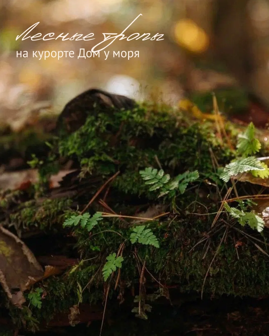 🌿 Лесные тропы в Доме у моря 🌿