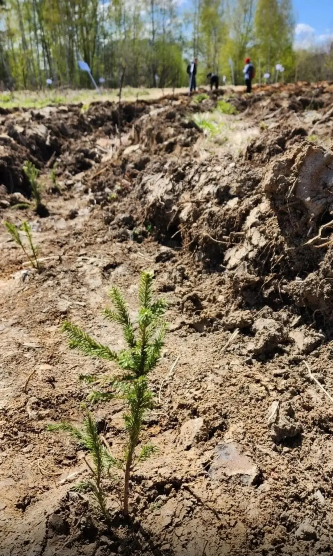 🌳 «Леса Первых. Деревья дружбы» — под таким девизом 17 мая в Шарташском лесопарке прошла масштабная 