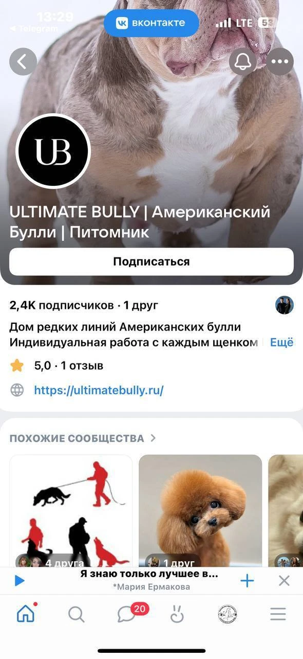 🐕 Элитный питомник американских булли в Дзержинске оказался живодёрней  Зооволонтеры забили тревогу 
