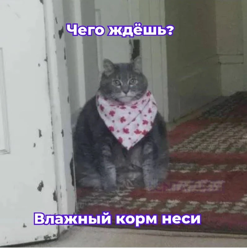 🐶 Всемирный день защиты животных отмечают сегодня.
