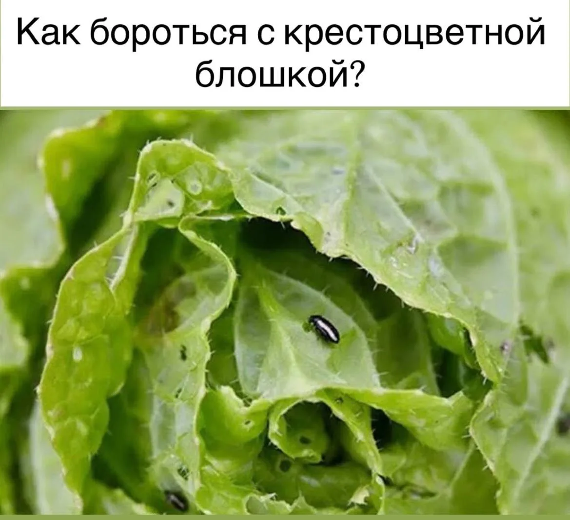 Как бороться с крестоцветной блошкой?

Крестоцветная блошка - это маленький жук-вредитель, который