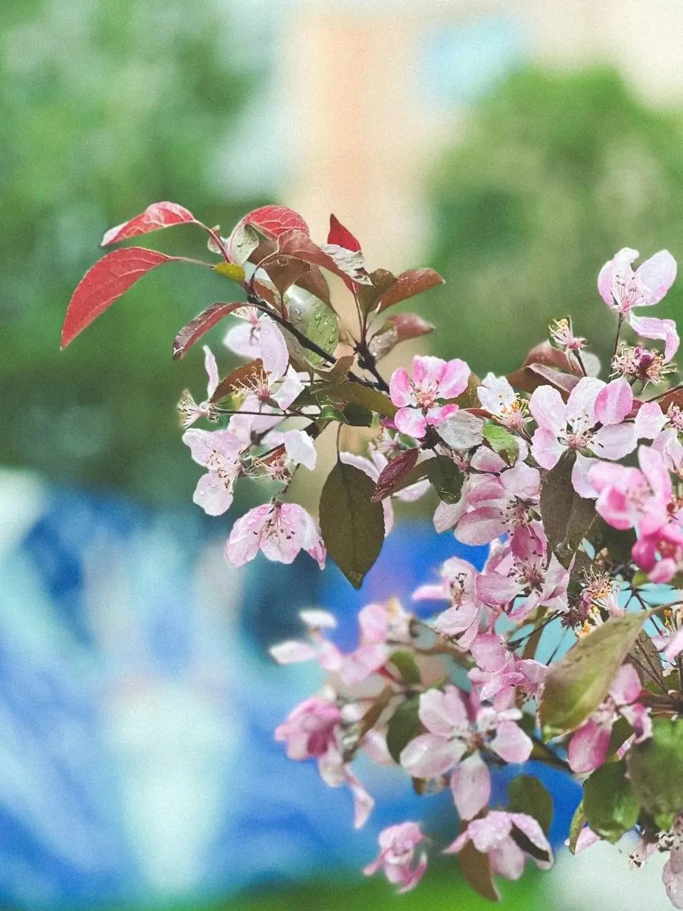 В Полярных Зорях яблоня зацвела😍🌸 
Скоро и в Мурманске начнет