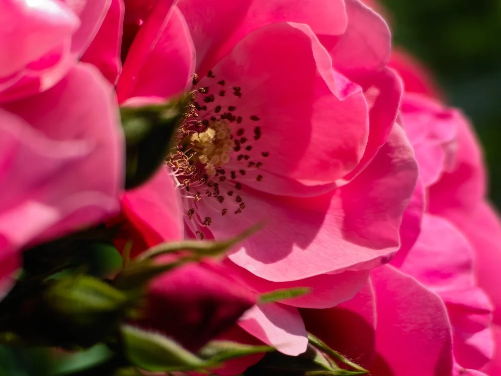 Huawei p 60 pro
Lightroom
От Алексея Красоткина
