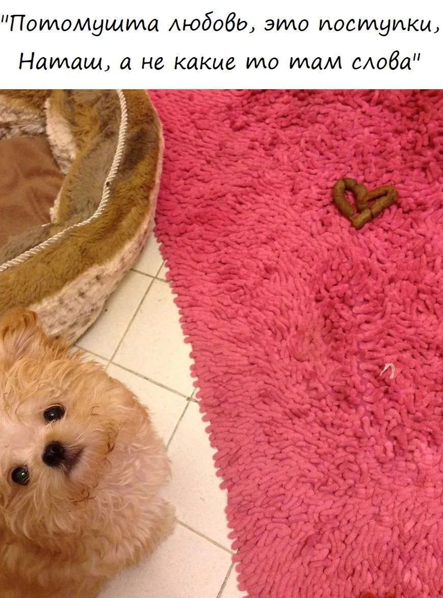 Шерстяной дружок 🐶