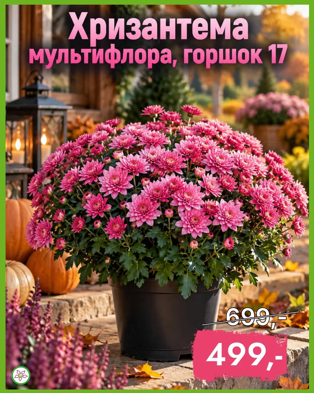 🌸 Хризантема мультифлора — цветёт, когда большинство растений уже отцвел 🍂