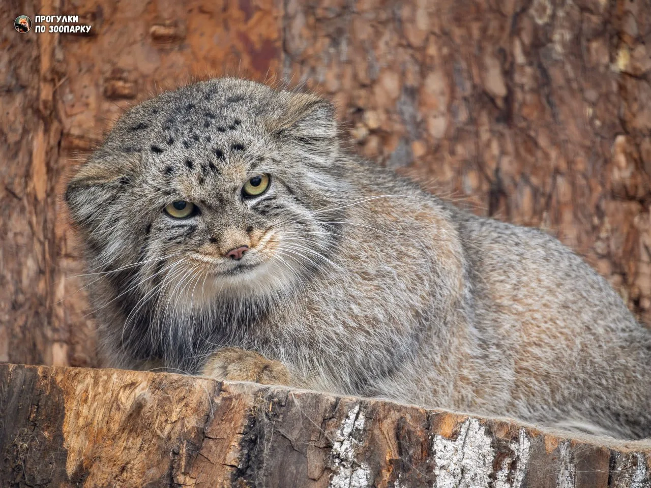 А вот и многодетный отец Шу с выразительным взглядом🐾✨