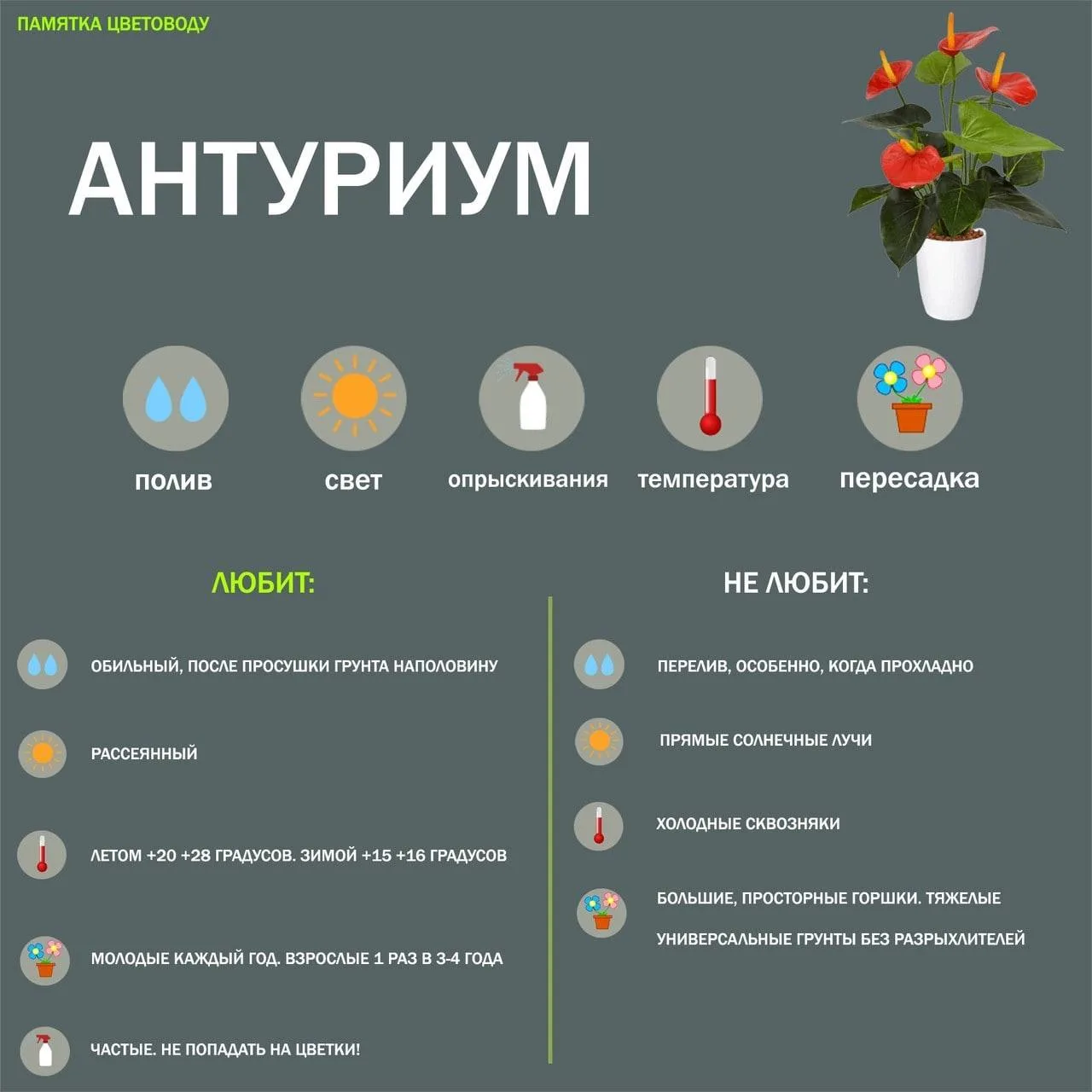 Антуриум

🌷 Дачные хитрости от А до Я
🌸 Весёлый фикус | Цветы
 🥦 ПП-рецепты | Фитнес