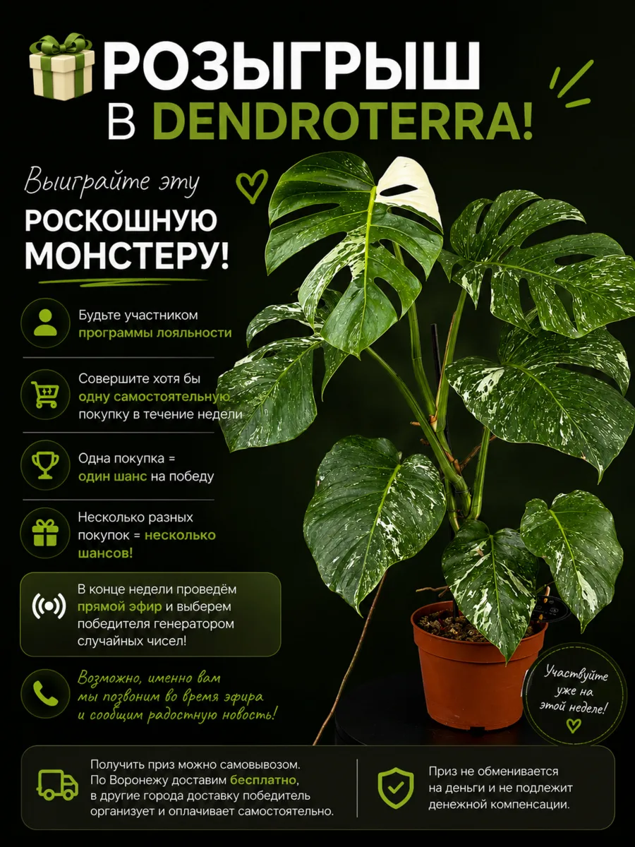 ⏰ НАПОМИНАЕМ О РОЗЫГРЫШЕ В DENDROTERRA! 🌿🎁
