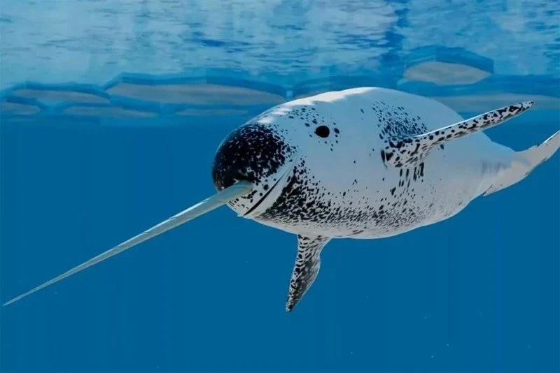 🌊 Нарвал — морской единорог: загадка Арктики 🌊

Нарвал (Monodon monoceros) — загадочный обитатель 