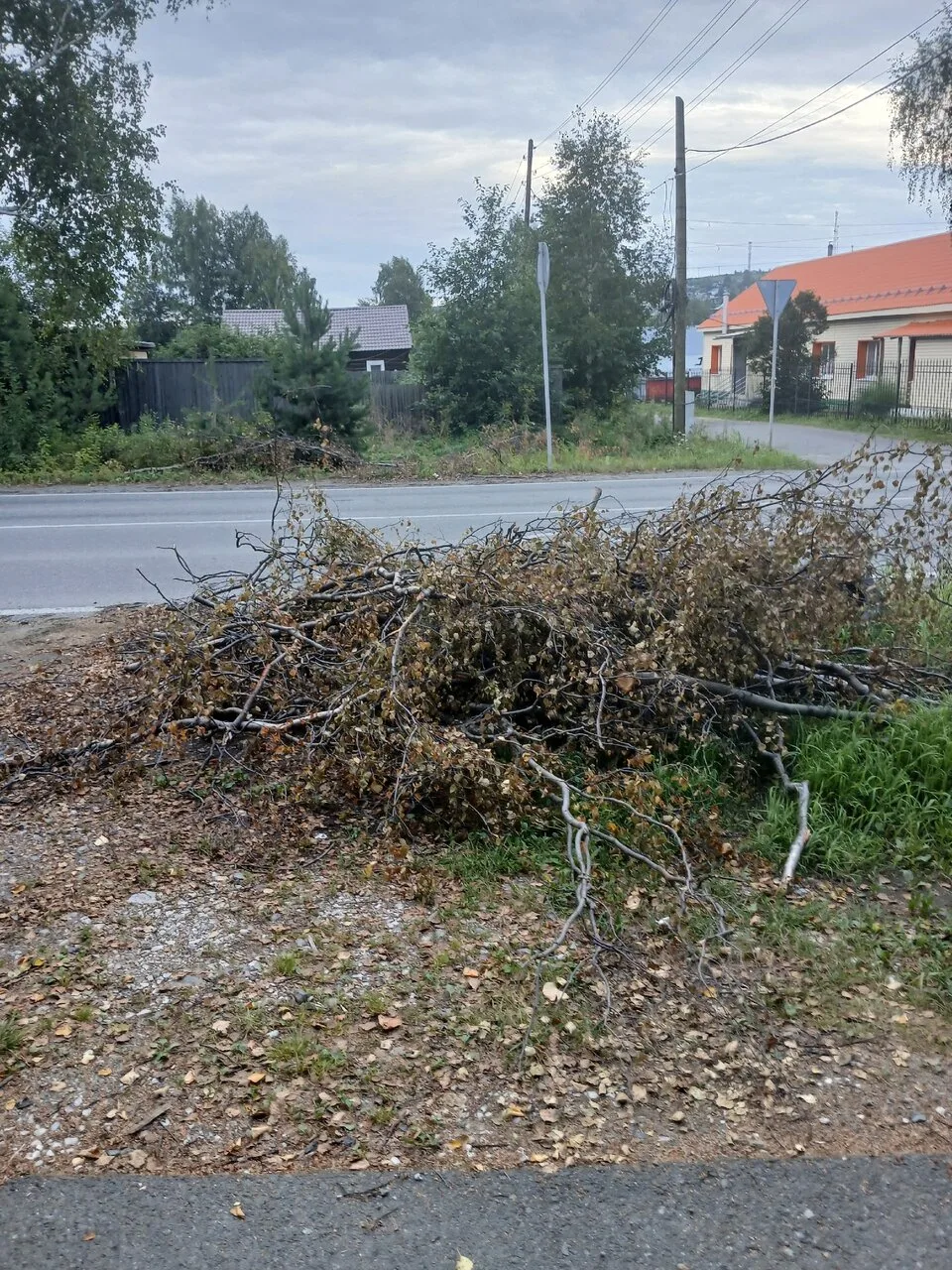 Добрый вечер. На улице Ленина убирали деревья для установки новых столбов освещения. Березу спилили,
