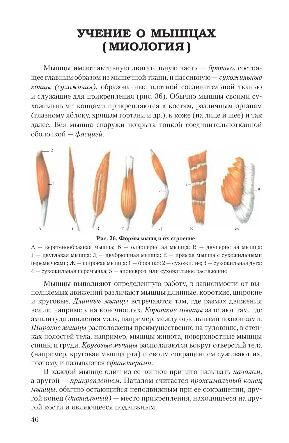 Основы миологии