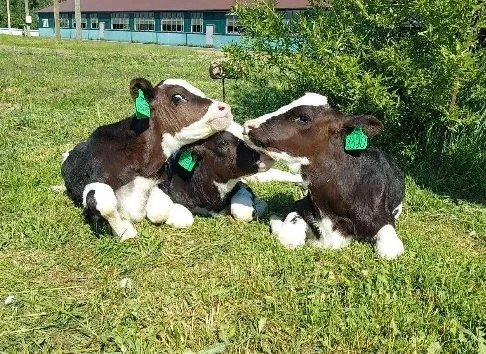 🐂 Уникальное событие: В хозяйстве Петербурга родилась тройня телят!