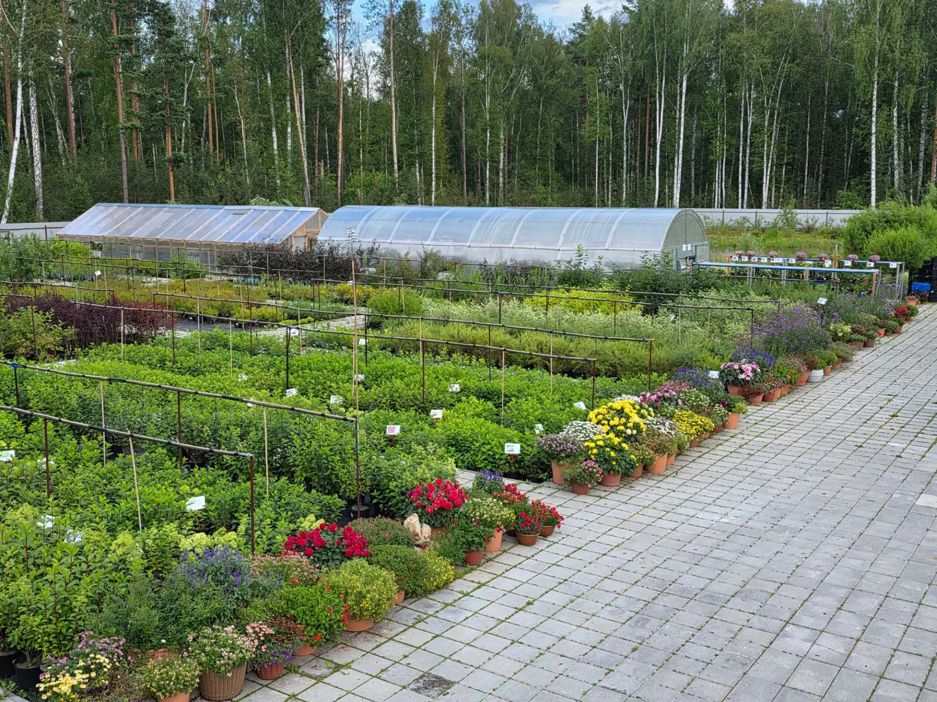 Мне снова есть чем поделиться в теме выращивания и продажи растений 🌱