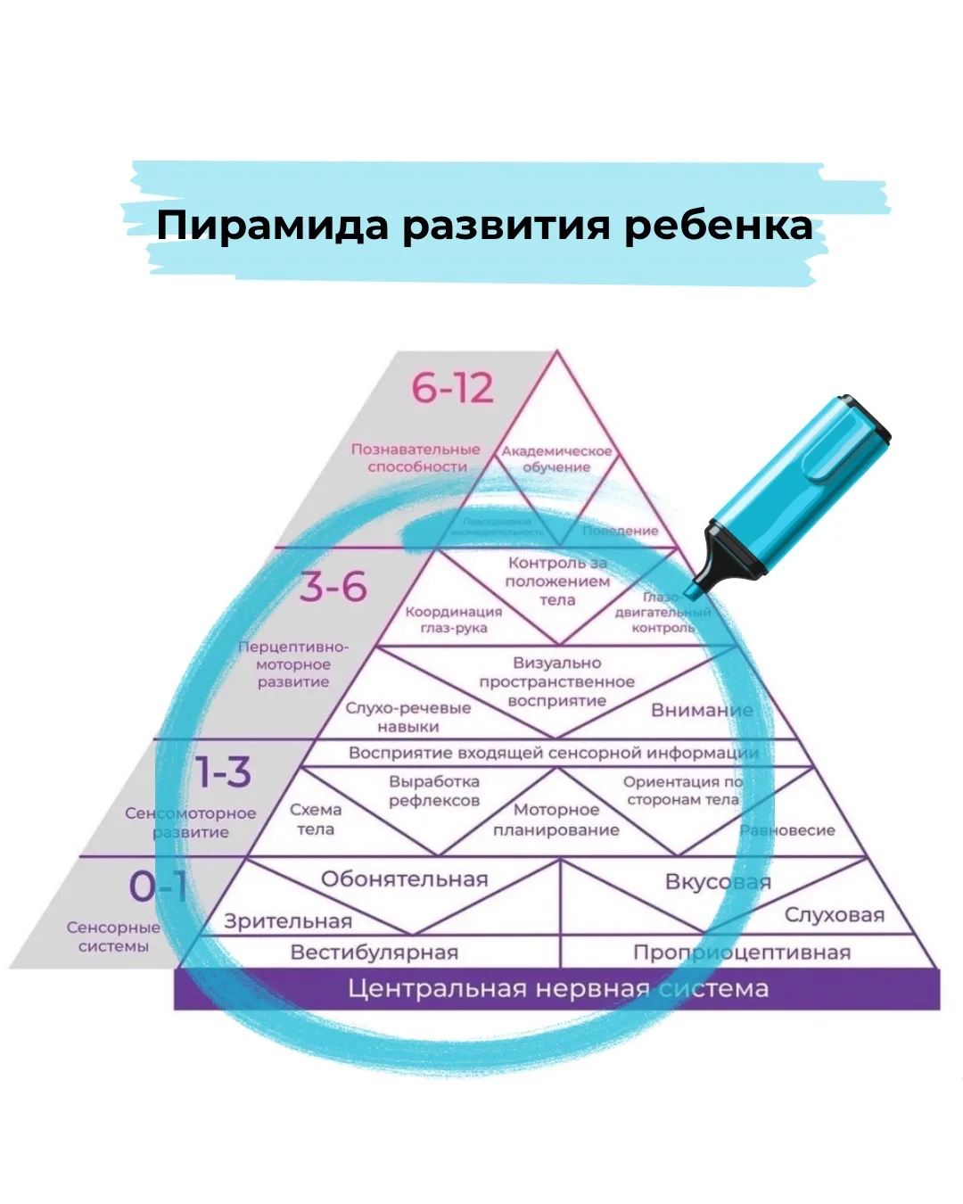 Роль специалиста двигательной терапии наглядно на пирамиде развития Вильямса и Шелленбе...