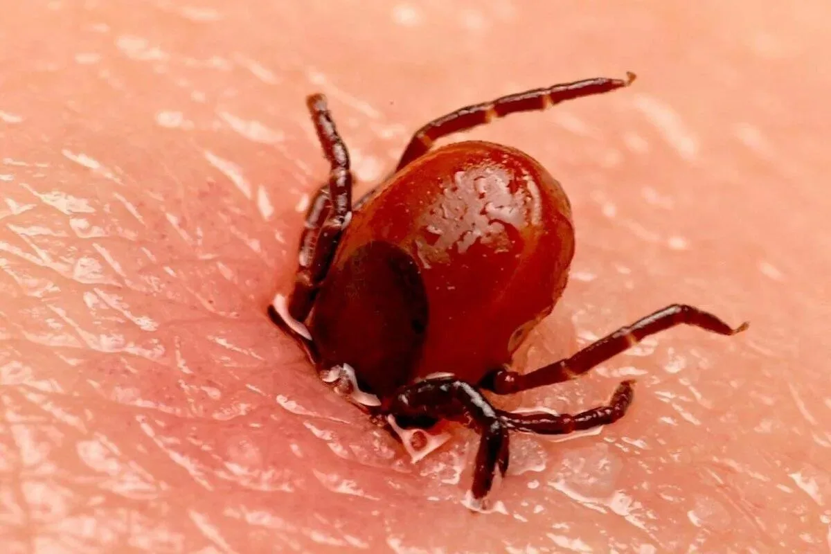 🕷 Жара вывела клещей на второй пик активности