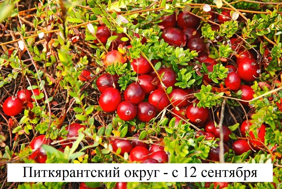 НАПОМИНАЕМ О СРОКАХ ЗАГОТОВКИ ЯГОД❗