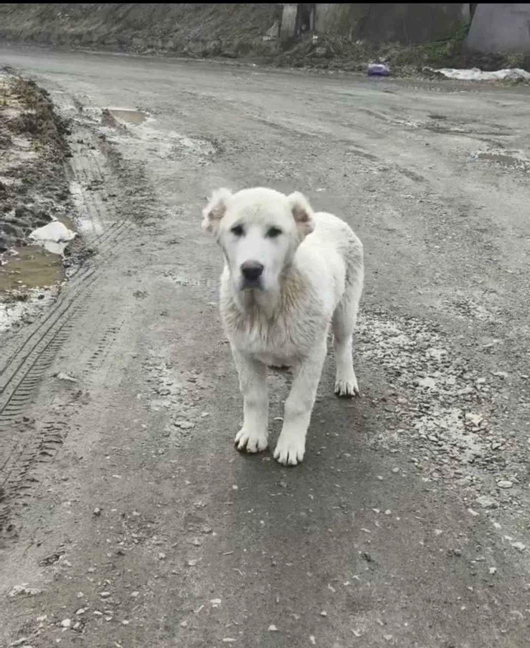 🆘 НАЙДЕН ЩЕНОК АЛАБАЯ! 🆘 📍 Люберецкий р-н, Мотяково (найдена 13.04.26)  Белая девочка, вся в клещах,
